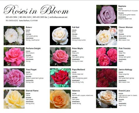Maybe you would like to learn more about one of these? English garden roses | Leigh Florist