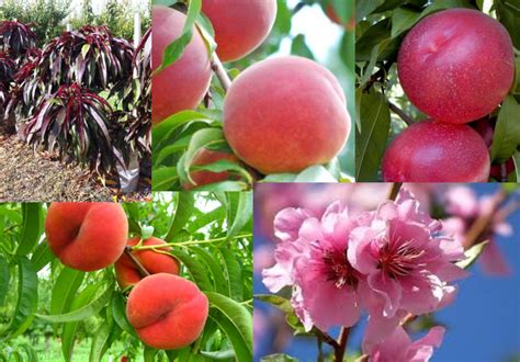 Daleys Fruit Tree Blog Plantnet Secrets To Successful Fruit Growing