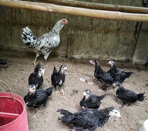 Lucena Farm Engages In Free Range Poultry And Livestock Raising To