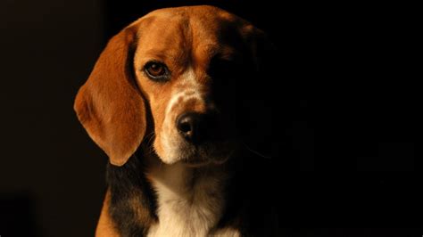 Beagle Full Hd Wallpaper And Background Image 1920x1080 Id416129