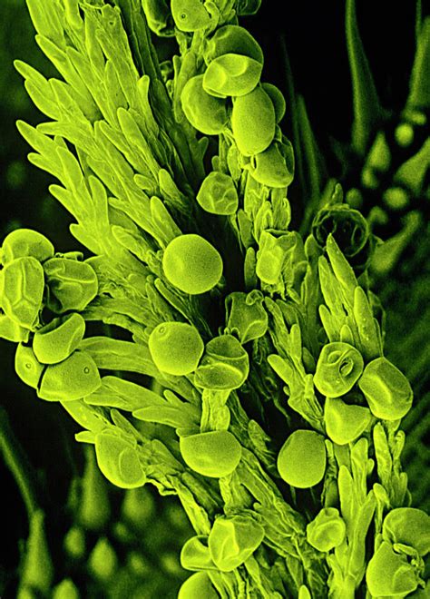 False Col Sem Of Pollen Grains Photograph By Dr Jeremy Burgess Science Photo Library Fine Art