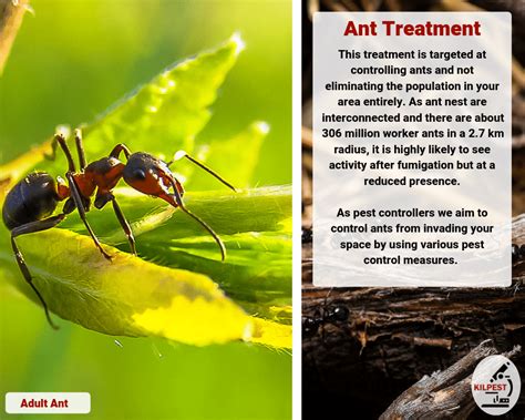 Ant Treatment And Extermination South Africa Kilpest