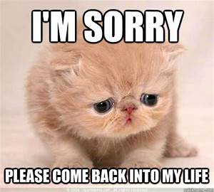 I'm sorry Please come back into my life - Sorry Cat ...