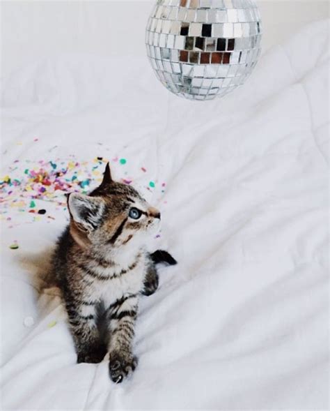 17 Best Images About Party Cats On Pinterest Cats Slumber Parties