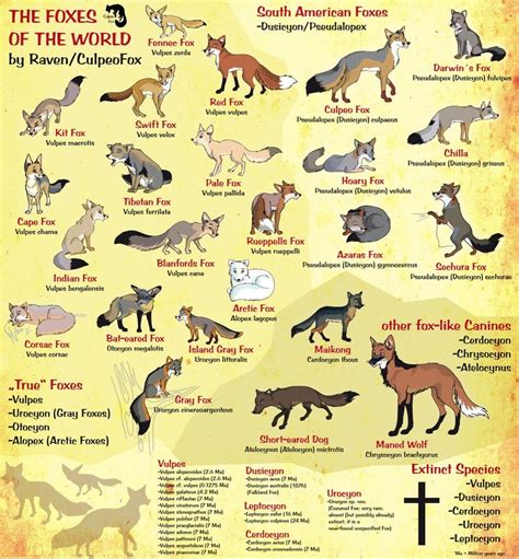 A Fun Fox Species Chart Fox Species Foxes And Animal