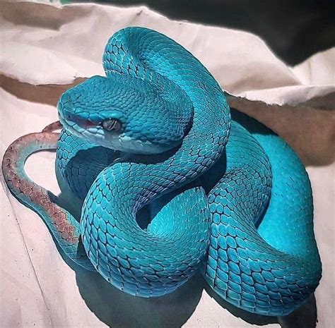 Gorgeous Blue Viper Rreptiles