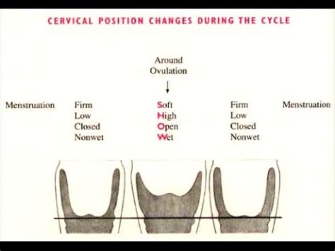 If you experience pain, remove your fingers. Checking Your Cervix and Tracking Cervical Fluid - YouTube