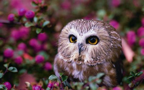 Baby Owl Wallpaper 63 Images