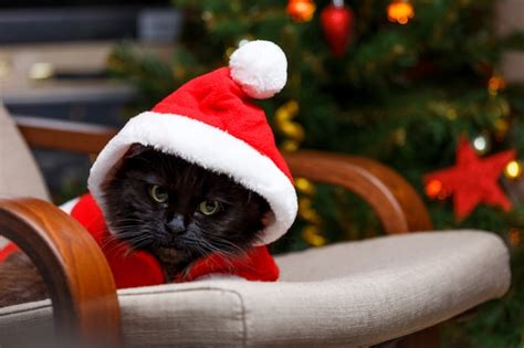 Premium Photo Festive Portrait Of Black Cat In Santa Claus Costume On