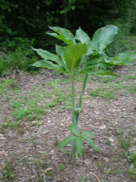 Wild Plant Trying To Identify Safe To Eat Yard Arkansas Ar