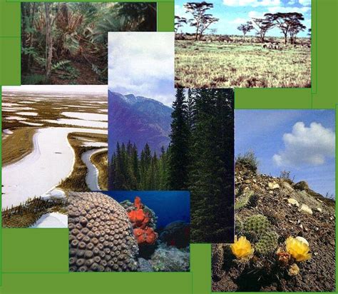 El Mundo Y Sus Ecosistemas Tipos Y ClasificacÓn De Los Ecosistemas