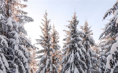 Download Wallpaper 3840x2400 Spruce Trees Snow Winter Snowy 4k