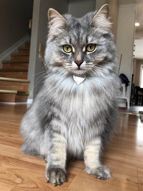 Silver Tabby Siberians Are Gorgeous Under The Proper Lighting R