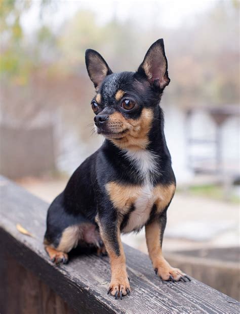 The Chihuahua All About The Breed