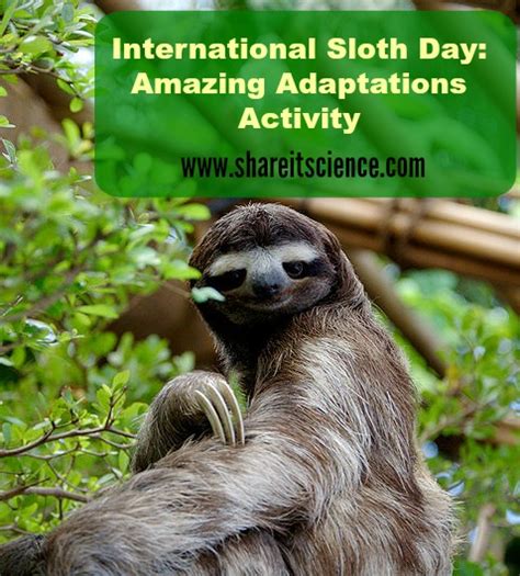 Share It Science International Sloth Day Amazing Adaptations Activity