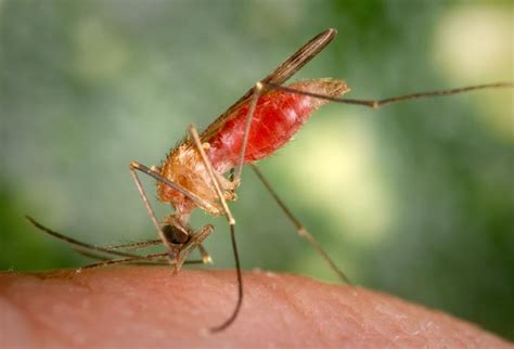 Genetically Modified Mosquitoes Stunt Malaria Parasite Growth Prevent