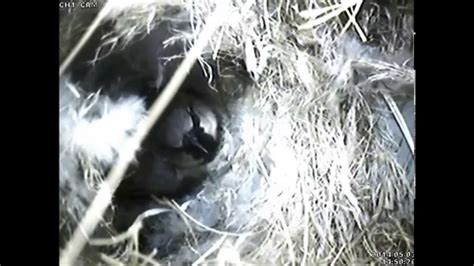 House Sparrow Eggs Hatch 352014 Youtube