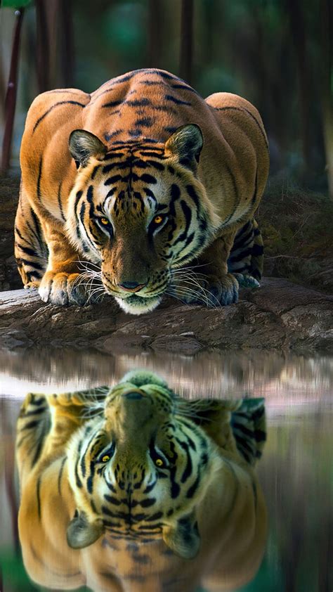 Tiger With Glowing Eyes Is Drinking Water 4k Hd Animals Wallpapers Hd