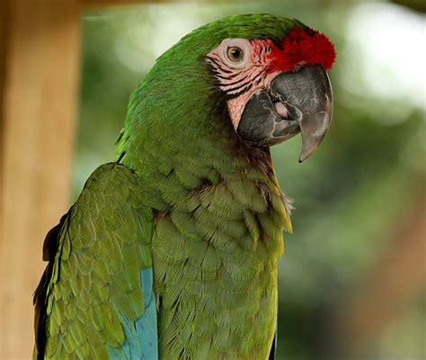 Military Macaw Free Stock Photo Public Domain Pictures