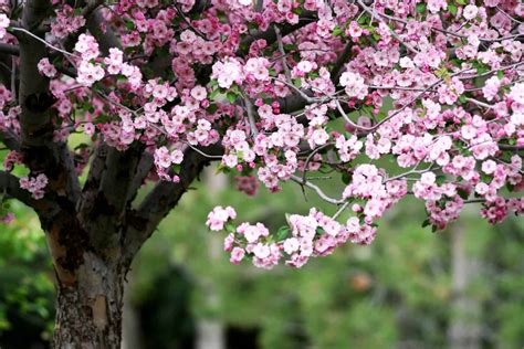 The Total Guide To Growing And Caring For A Crabapple Tree