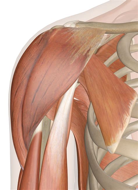 Muscles Of The Shoulder Anatomy Pictures And Information
