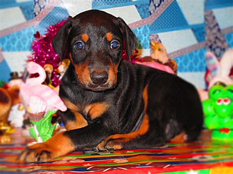 Doberman Pinscher Puppies For Sale Chicago Il 261931
