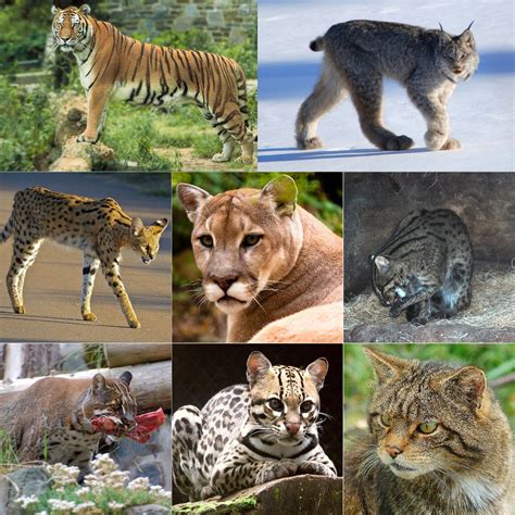 Felidae Wikipédia A Enciclopédia Livre
