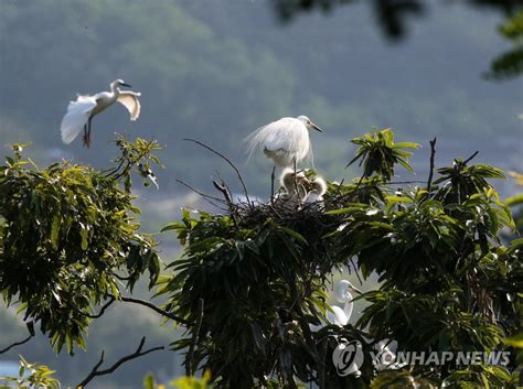 토라의 아빠 라지딥 파트기리는 이제 가족 모두가 긍정적이라고 말했다. 모여드는 백로 | 연합뉴스