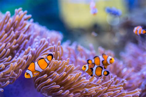 Seeanemone Im Meeres Aquarium ∗ Die 10 Besten Pflege Und Pflanztipps
