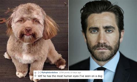 Dog With Very Human Face Goes Viral On Twitter Daily Mail Online