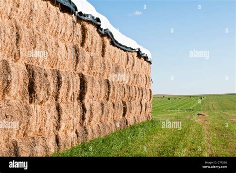 Alfalfa Hay Bales High Resolution Stock Photography And Images Alamy