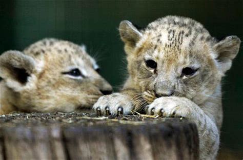 Cuddly Cubs Photo 5 Pictures Cbs News