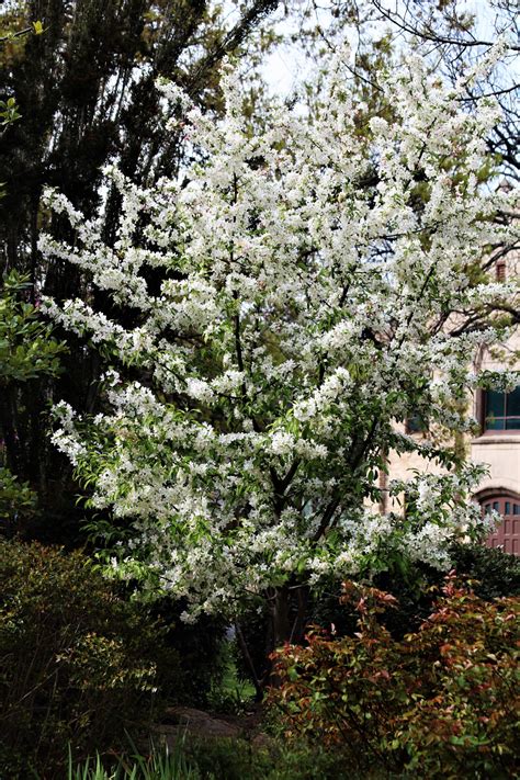 White Flowering Tree In Park Free Stock Photo Public Domain Pictures
