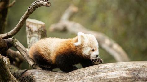 Fota Wildlife Park Unveils Twin Baby Red Panda Cubs
