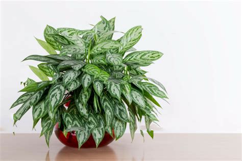 Prune off any dead leaves in order to keep the houseplant looking its best. Grow & Care of Chinese Evergreen Plant Indoor | 6 Tips