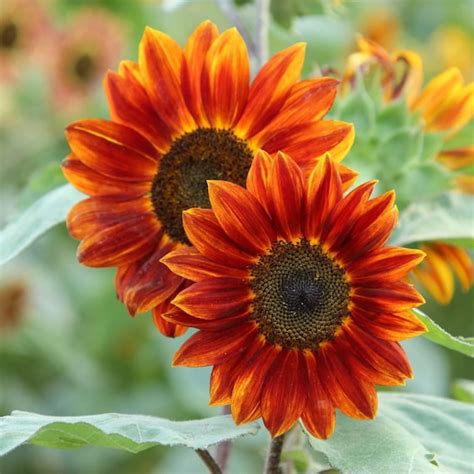 20 Orange Sunflower Seeds Plants Garden Planting Colorful Rare Etsy