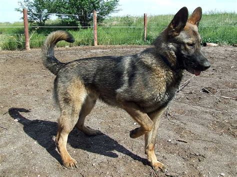 Check spelling or type a new query. pointer stance when your german shepherd is focused ...