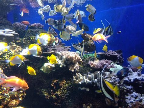 Waikiki Aquarium Honolulu 2019 Ce Quil Faut Savoir Pour Votre