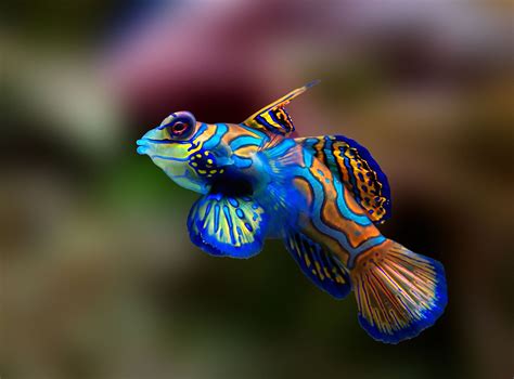 Meet Some Of The Most Gloriously Colorful Creatures In The Ocean