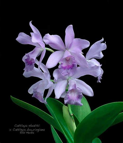 Pin De Pearl Aranda Em Beautiful Orchids Orquídeas