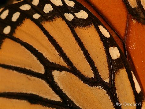 Monarch Butterfly Wing Close Up Ilse Ortabasi Flickr