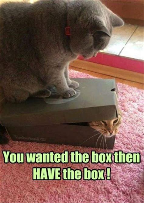 Collect The Incredible Funny Cat Wednesday Memes Hilarious Pets Pictures