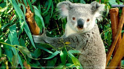 Koala Wallpapers Wallpaper Cave