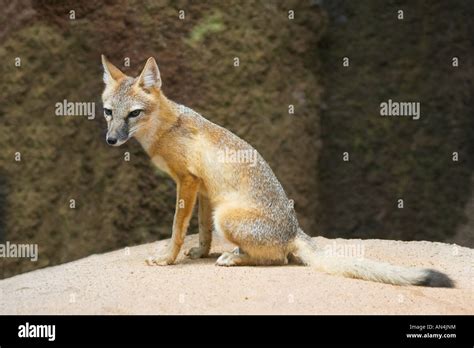 Swift Fox Hi Res Stock Photography And Images Alamy