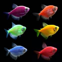 Glofish for Sale Buy live Glowfish for your Tank thatpetplace.com