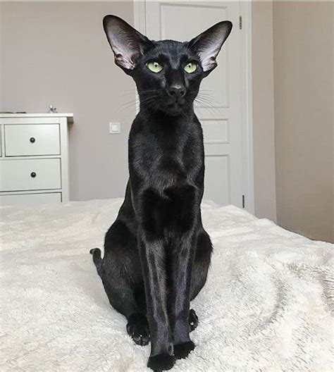 Pictures Of Black Leggy And Slender Oriental Shorthairs