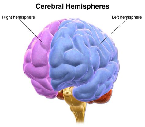 Hemispheres Of Cerebrum Hemisphere Human Weight Cerebral Cortex