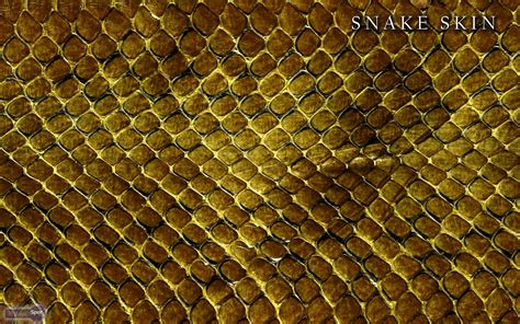 Snake Wallpapers Animal Spot HD Wallpapers Download Free Map Images Wallpaper [wallpaper376.blogspot.com]