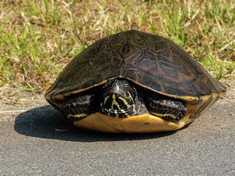 Eastern River Cooter Turtle Photograph By J M Farris Photography Pixels