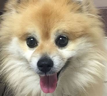 What to expect during canine cataract surgery? dog-after-dog-cataract-surgery - Animal Eye Clinic